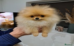 Pomeranian dogs for sale: Beautiful Pomeranian  - Image 6