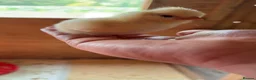 Chickens poultry for sale: Polish and Pekin Chicks - Advert 6