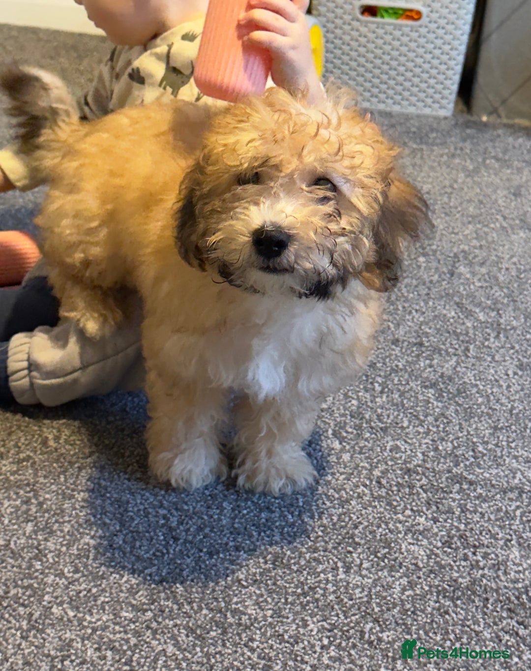 Bichon Frise dogs for sale: Bichon Havanais - Advert 2