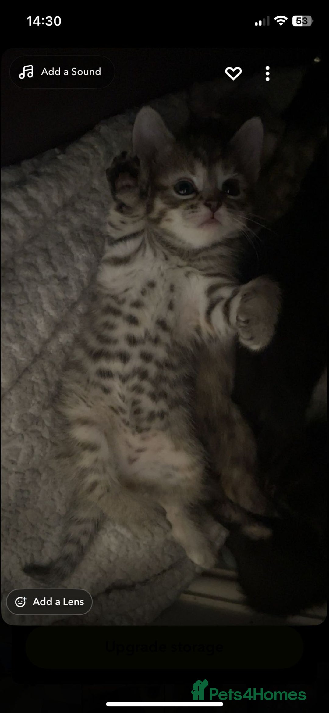 Mixed Breed cats for sale: Mixed breed kittens, mum half bengal - Advert 8