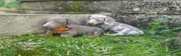 Miniature Dachshund dogs for sale: Miniature dachshund boys and girls  - Advert 15