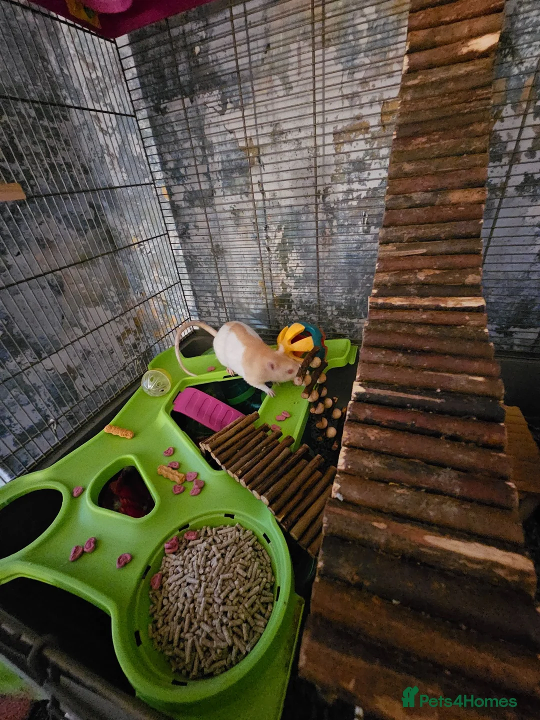 Rat rodents for sale: 2 lovely female rats with cage and accessories  - Advert 2