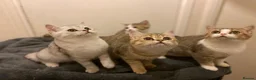 British Shorthair cats for sale: Full Pedigree Kittens available  - Advert 13