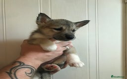 Huskita dogs for sale: Huskita pups  - Image 8