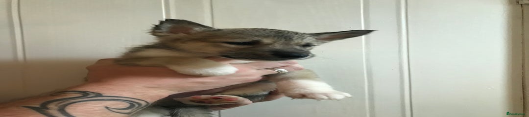 Huskita Puppy 2
