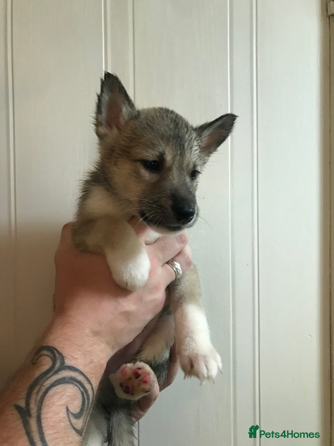 Huskita dogs for sale: Huskita pups  - Image 8