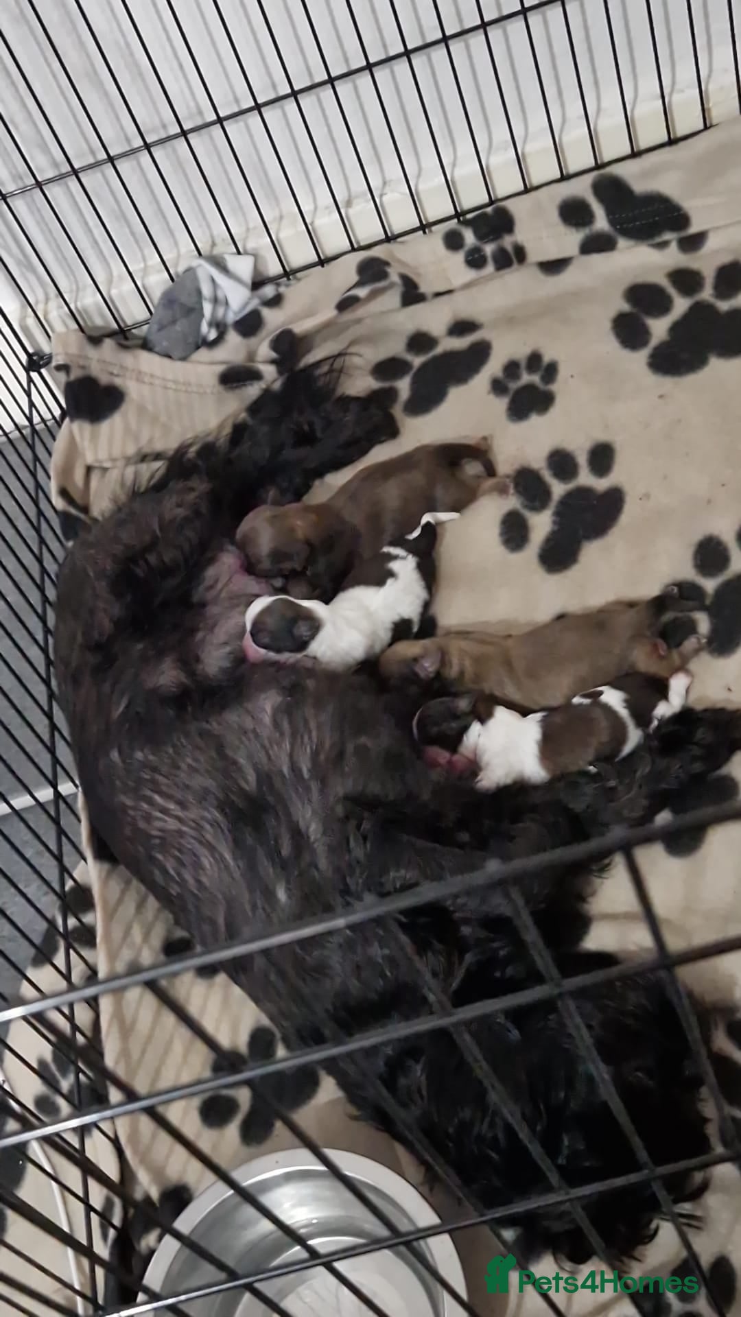 Shih Tzu dogs 4 Shih tzu puppies - Advert 2