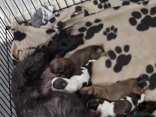 Shih Tzu dogs 4 Shih tzu puppies - Advert 1