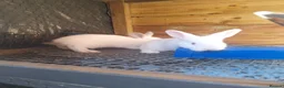 Mixed Breed rabbits for sale: Californian cross New Zealand White Rabbits  - Advert 5