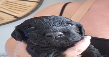 Cockapoo dogs - Advert 4