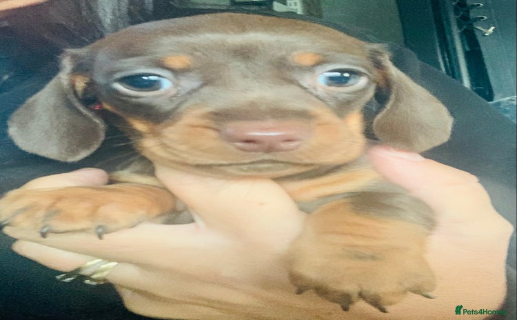 Miniature Dachshund dogs - Advert 6