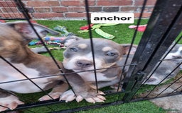 American Bully dogs for sale: Blue & lilac tri pocket bully’s  - Image 11