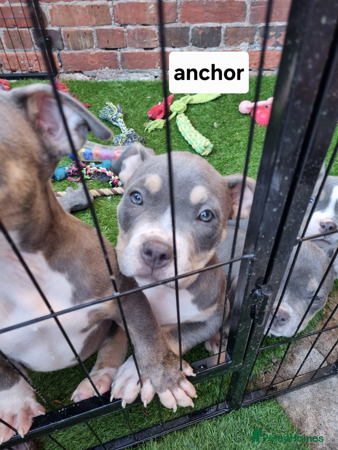 American Bully dogs for sale: Blue & lilac tri pocket bully’s  - Image 11