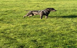 Staffordshire Bull Terrier dogs for stud: 💙Blue Staffordshire Bull Terrier Stud💙 - Image 5