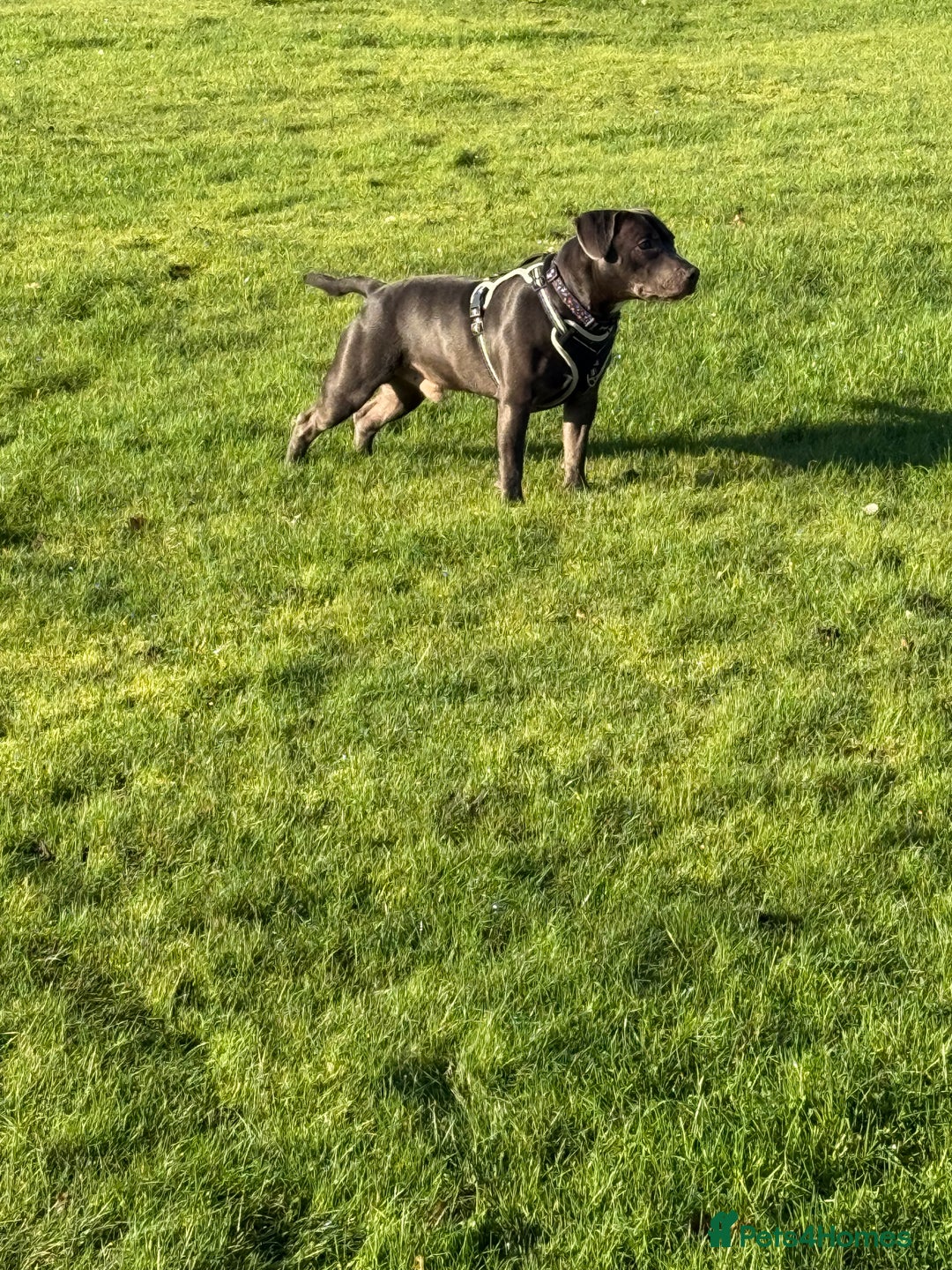 Staffordshire Bull Terrier dogs for stud: 💙Blue Staffordshire Bull Terrier Stud💙 - Image 5