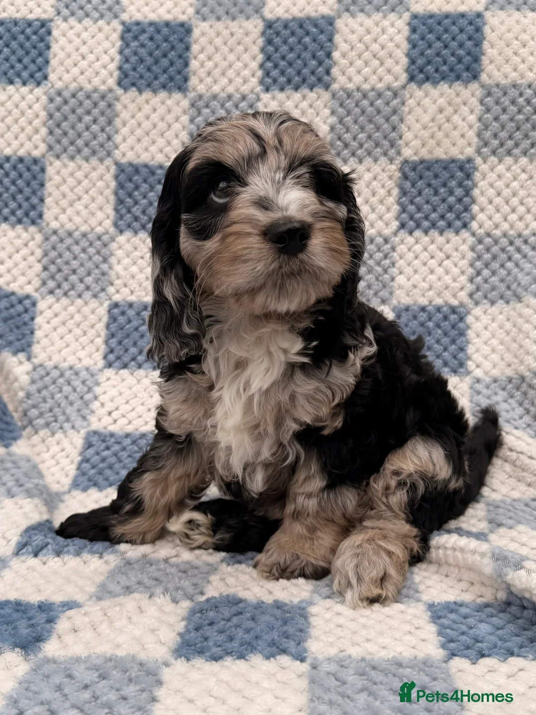 Cockapoo dogs for sale: F1 Cockapoo Puppies - Advert 1