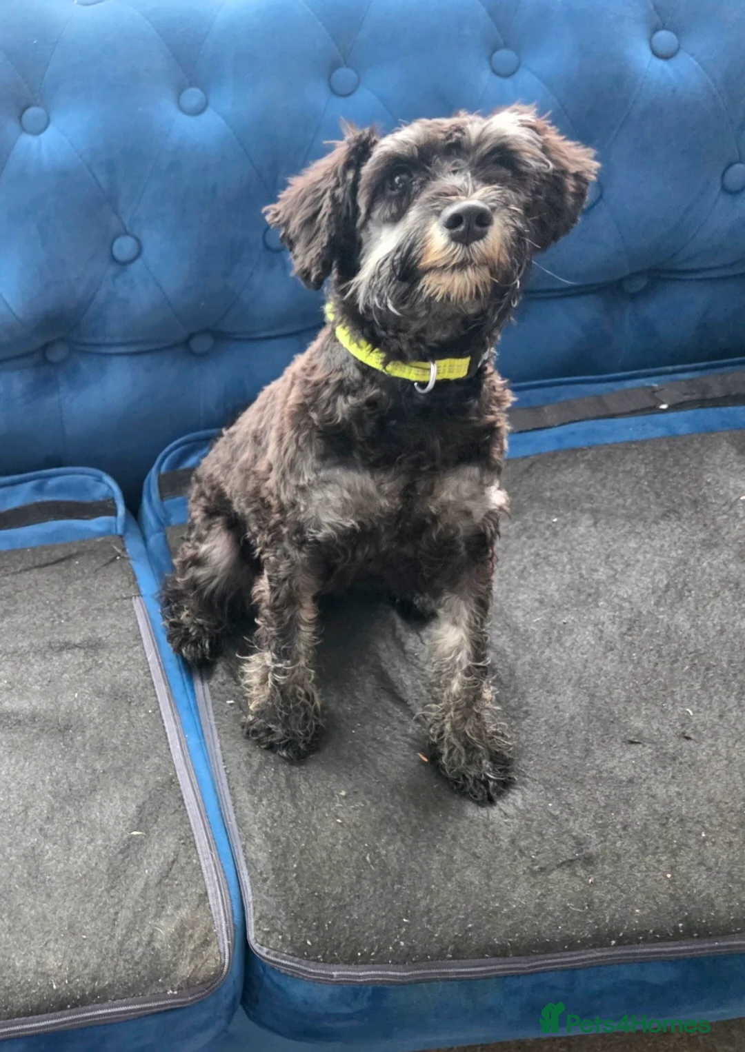 Miniature Schnauzer dogs for sale: KC REG 10 month old girl - Advert 3