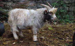 Goats livestock for sale: Buckling unregistered ready to work in Wrexham - Image 1
