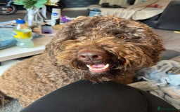 Cockapoo dogs for sale: 4 year old Cockapoo  - Image 1