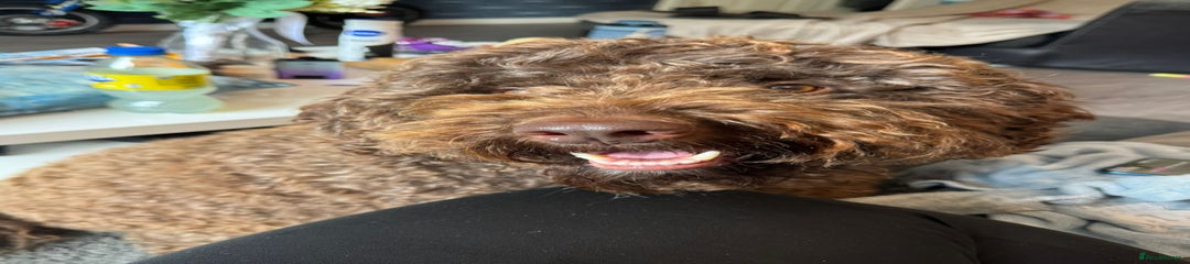 PENDING MEET UP Cockapoo 