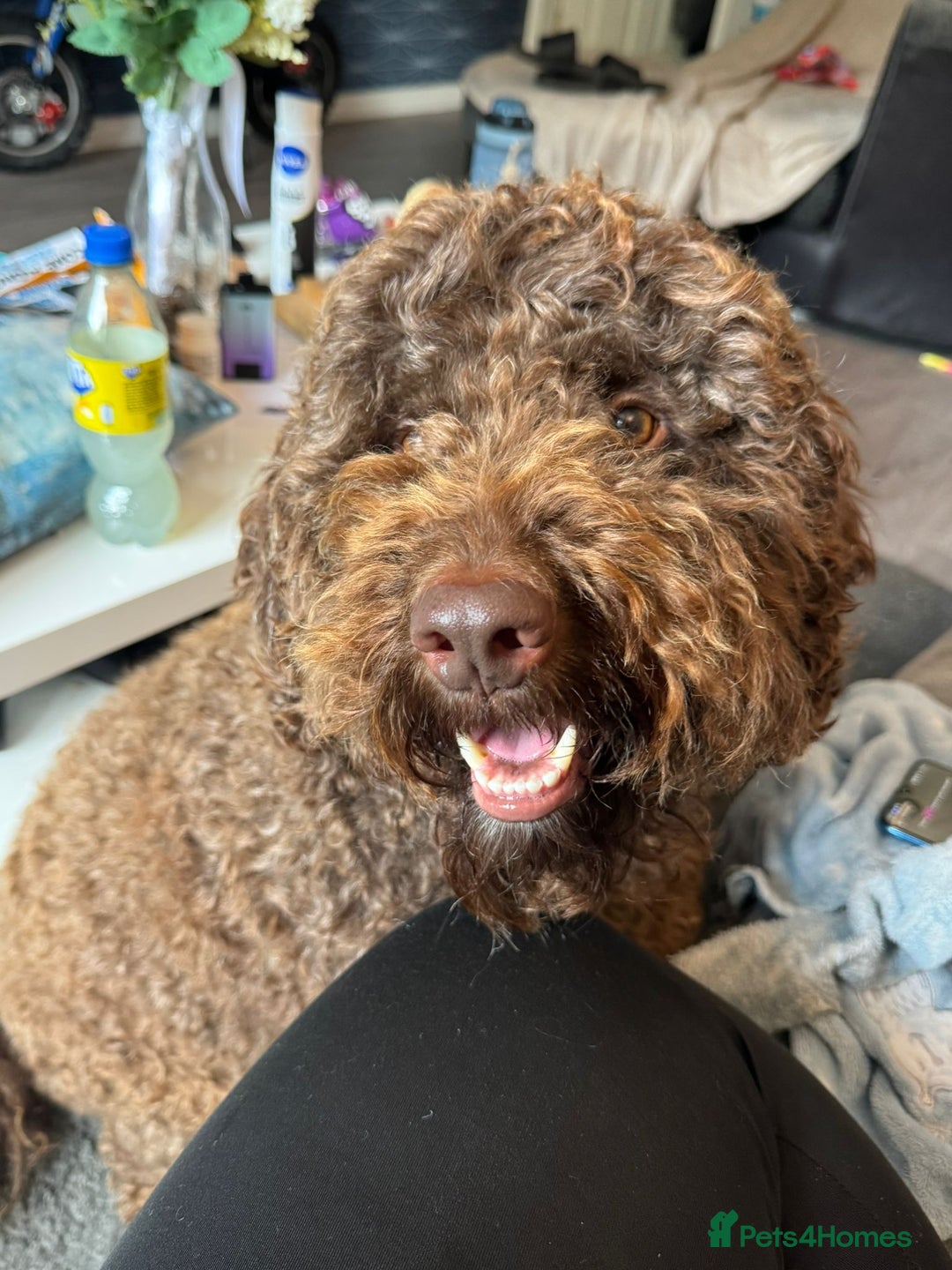 Cockapoo dogs for sale: 4 year old Cockapoo  - Image 1