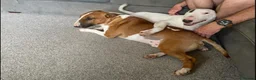 English Bull Terrier dogs for sale: Stunning English bull terrier puppies for sale  - Advert 12