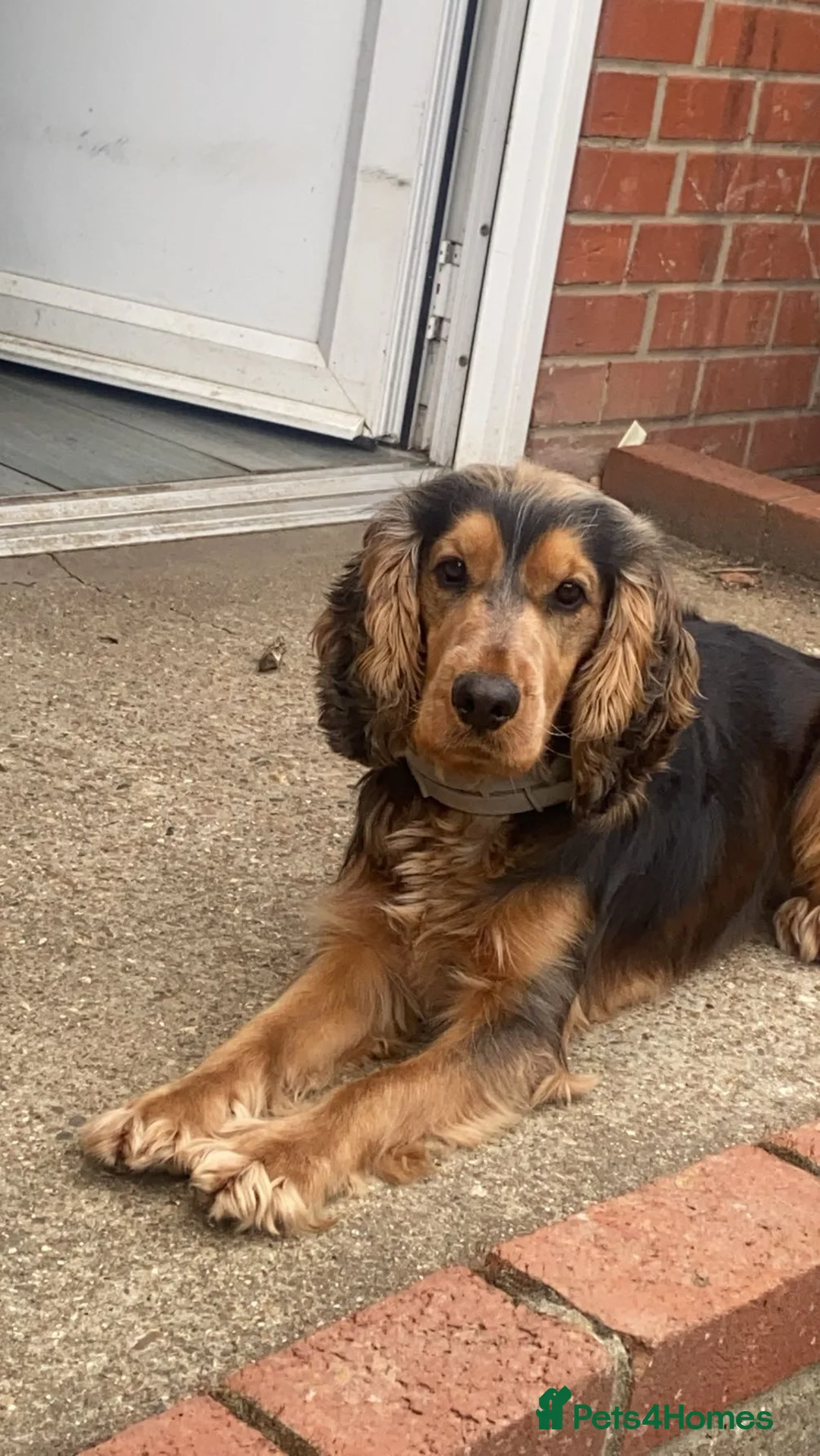 Cocker Spaniel dogs for stud: Black and Tan show type Cocker spaniel for stud - Advert 4