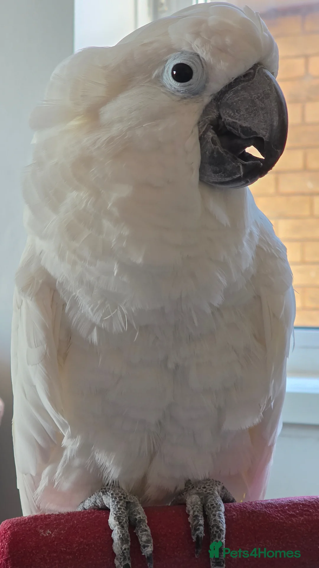 Cockatoo birds for sale: Male Umbrella Cockatoo - 6 years old in South Shields - Advert 10