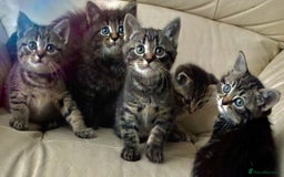 Norwegian Forest Cat cats for sale: Chunky Tabby kittens ready for their new homes  - Image 2