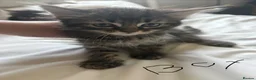 Mixed Breed cats for sale: Maine Coon X British longhair Kittens  - Advert 6
