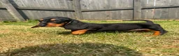 Mixed Breed dogs for sale: 🐾 Mini Bassets 🐾 - Advert 26