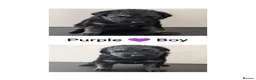 German Shepherd dogs for stud: KC German shepherd  - Advert 6