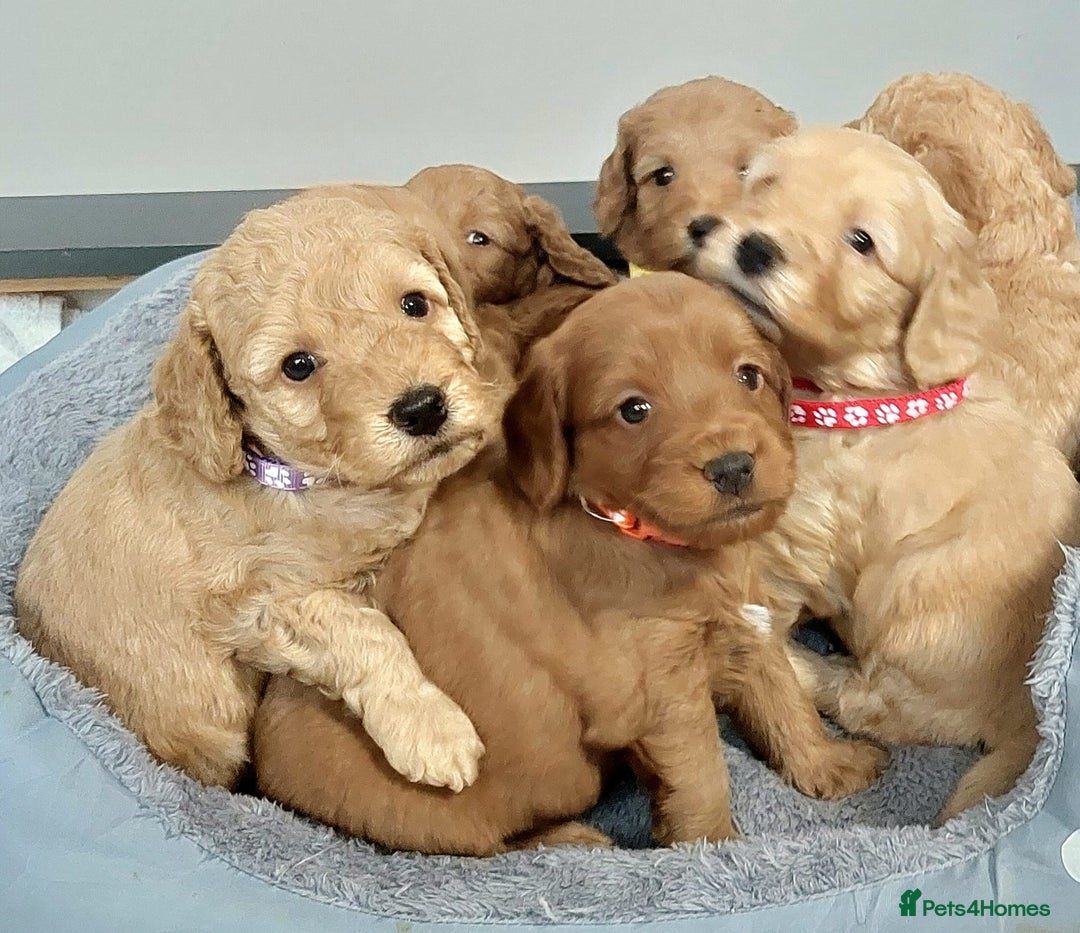 Cockapoo dogs for sale: Home bred, well socialised, trained,F1b cockapoos  - Advert 5