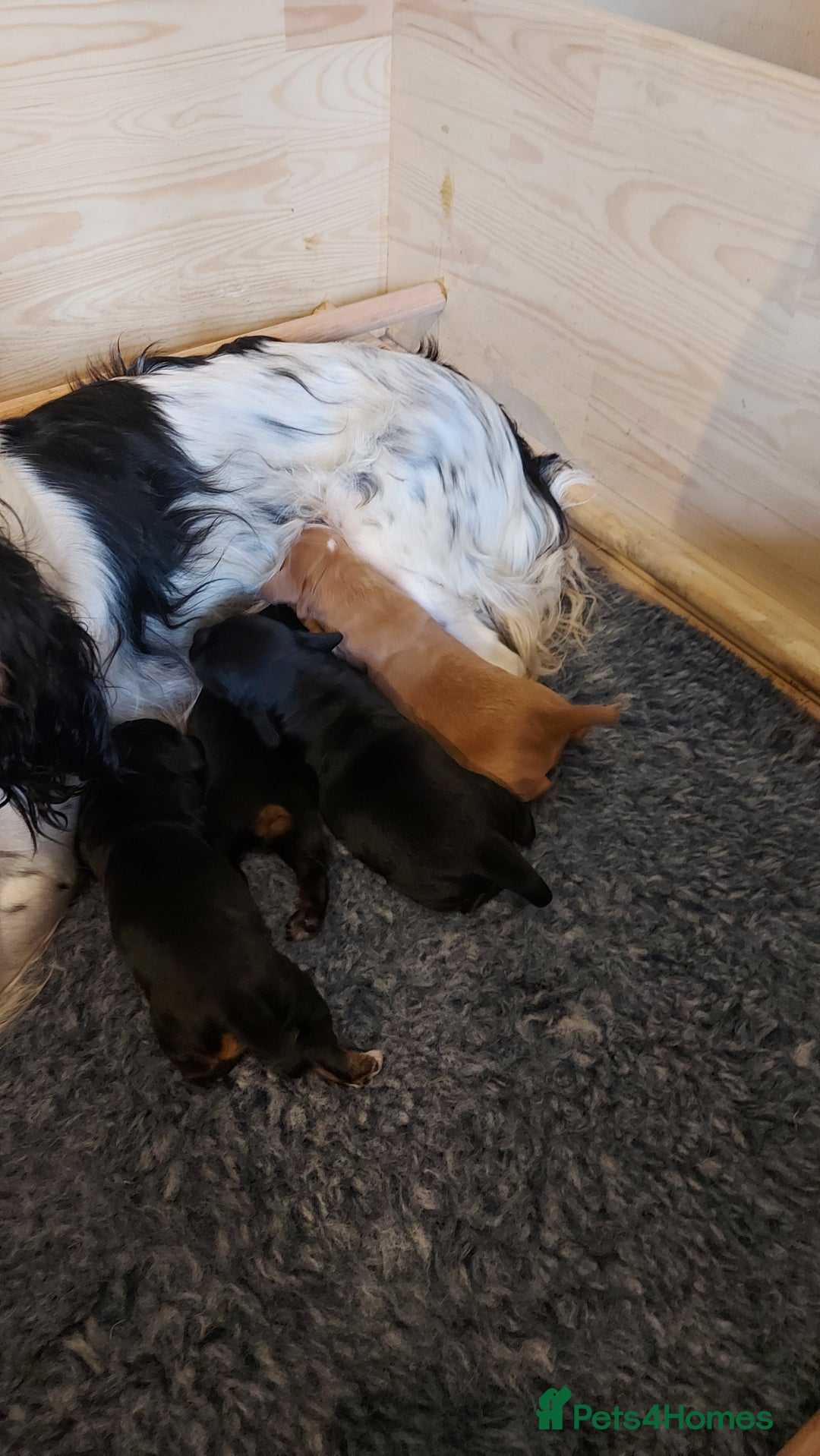 Cocker Spaniel dogs for sale: KC Registered Working Cocker Puppies  - Advert 3