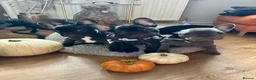 French Bulldog dogs for sale: 3 Gorgeous French Bulldog Puppies – Ready Now! 🐾 - Advert 1