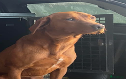 Labrador Retriever dogs for sale: KC Reg Fox Red Labrador pups.Council licensed. - Image 13