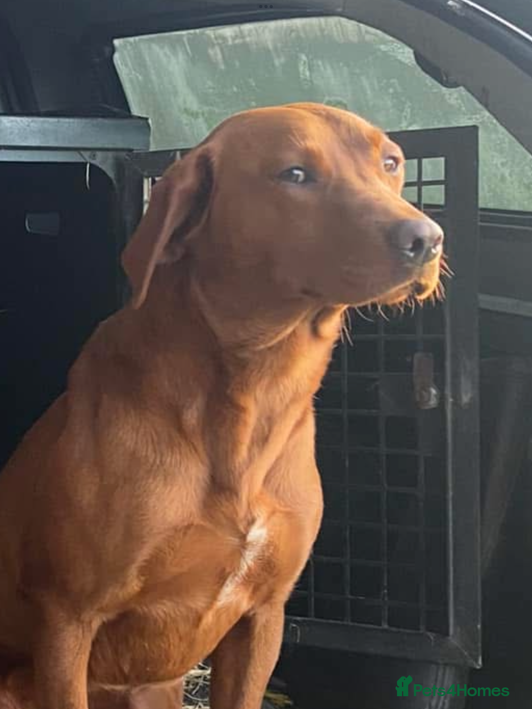 Labrador Retriever dogs for sale: KC Reg Fox Red Labrador pups.Council licensed. - Image 13