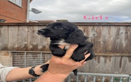 Cocker Spaniel dogs for sale: Working cocker spaniel puppies - Image 6