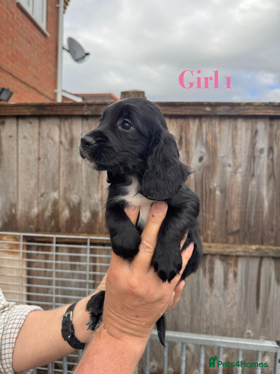 Cocker Spaniel dogs for sale: Working cocker spaniel puppies - Image 6