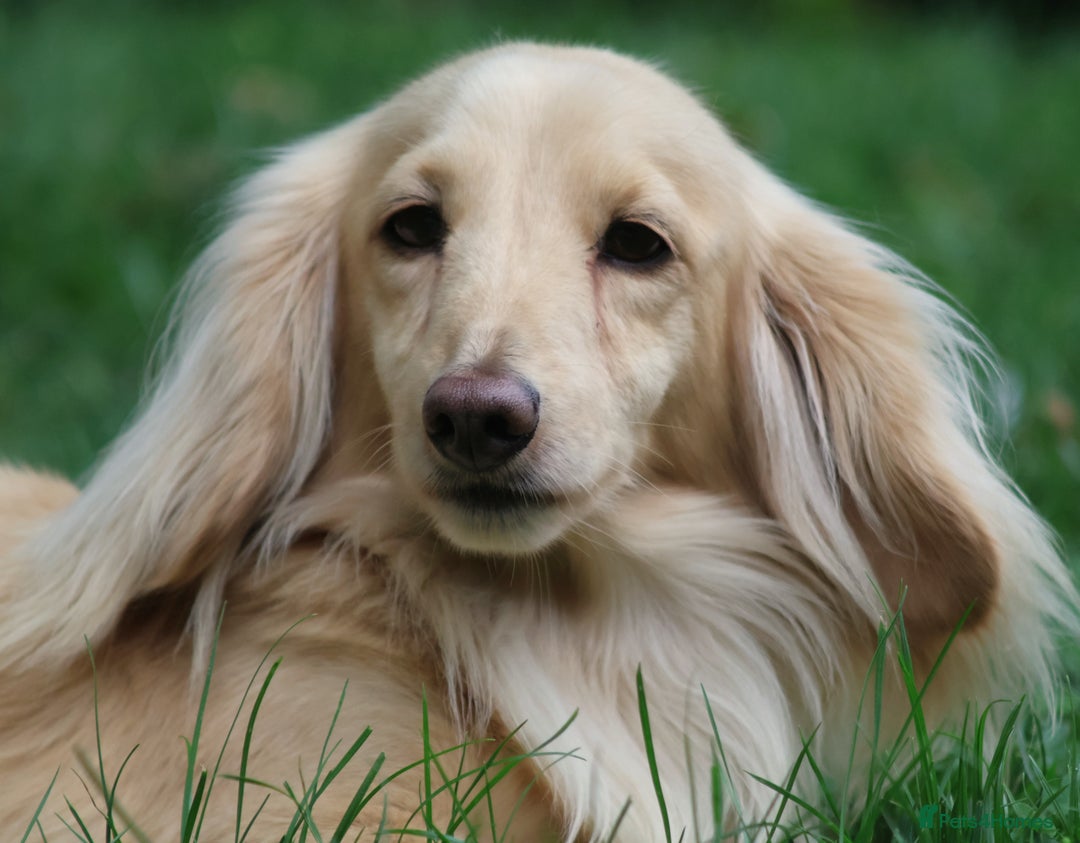 Miniature Dachshund dogs for stud: Long Haired Cream, no dilute, Pra Clear, Kc Regg - Image 15