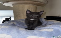 Maine Coon cats for sale: 🐾 Beautiful Maine Coon x Norwegian Forest Kittens - Image 9