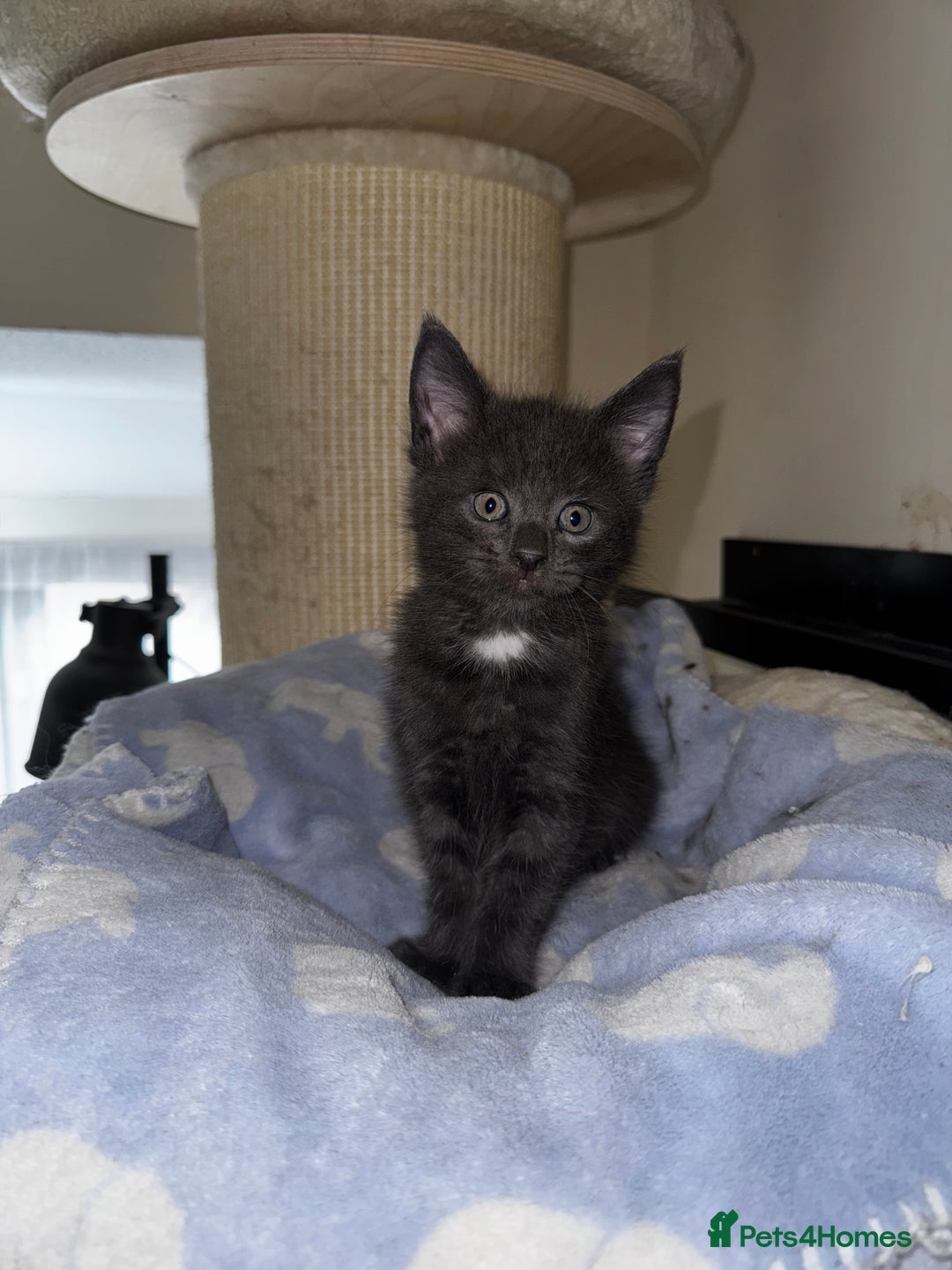 Maine Coon cats for sale: 🐾 Beautiful Maine Coon x Norwegian Forest Kittens - Image 9
