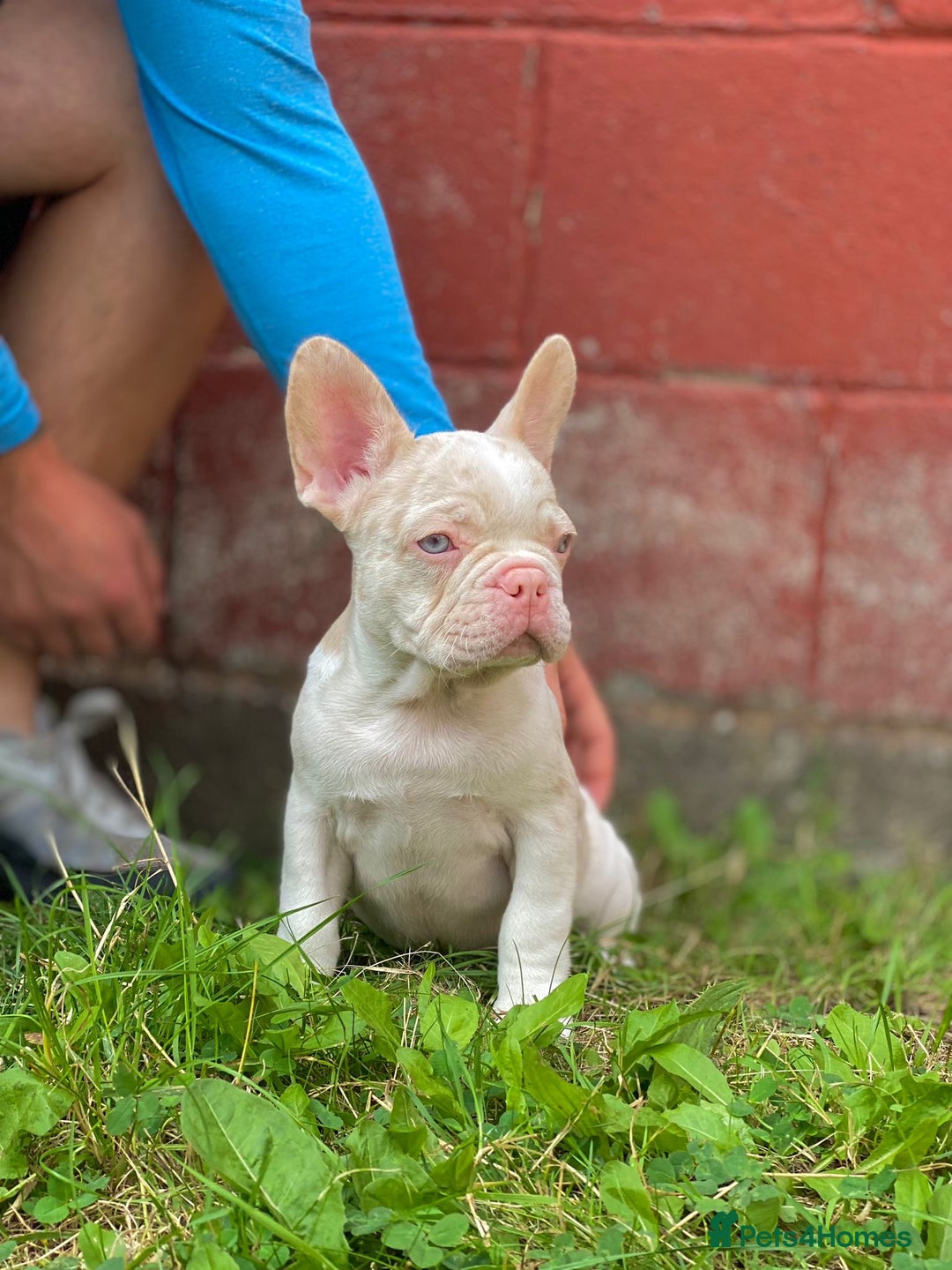 French Bulldog dogs for sale:  11 weeks old Unique French bulldogs pups - Image 5