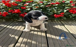 Cocker Spaniel dogs for sale: Cocker spaniel puppies - Image 21