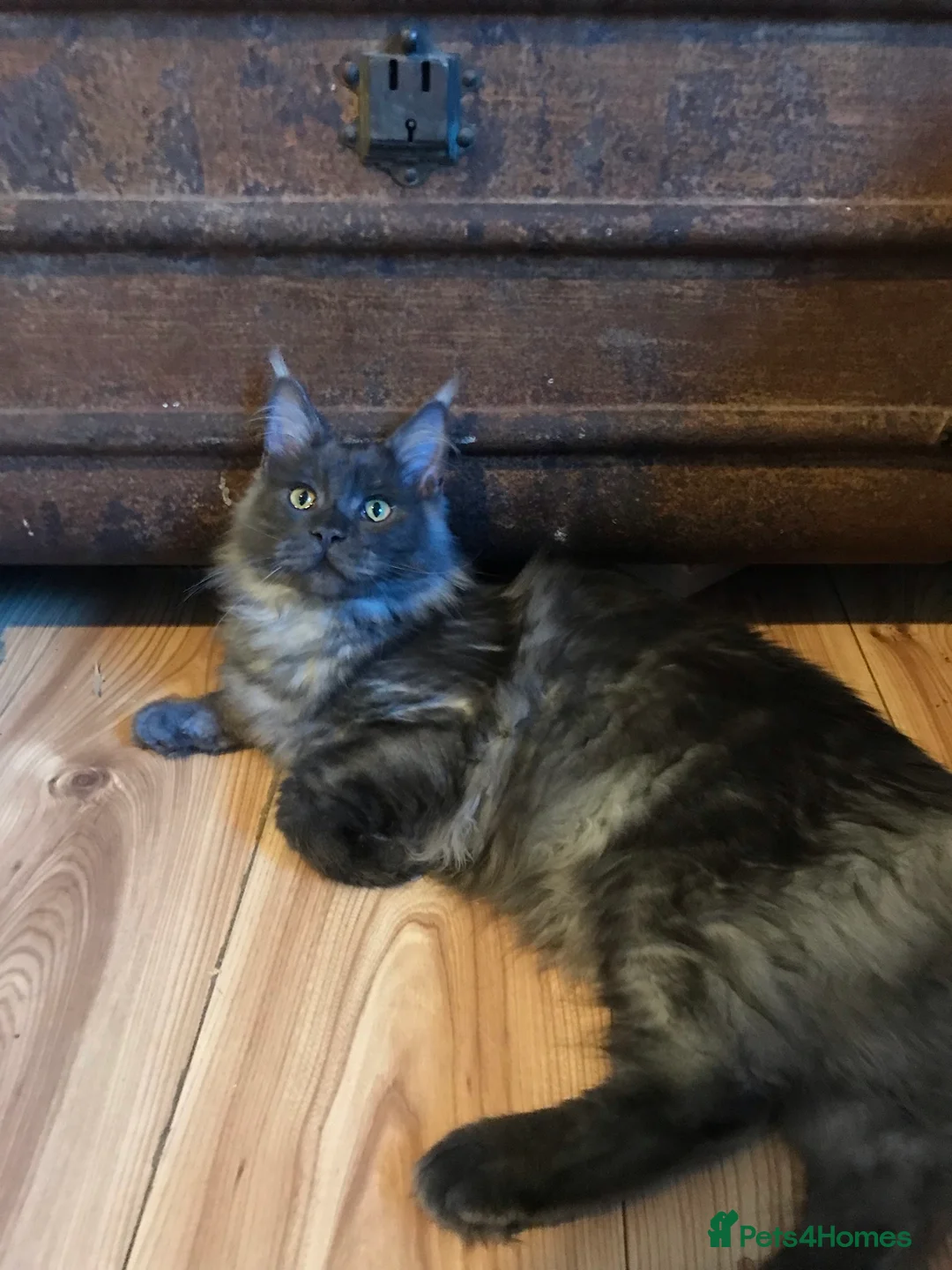 Maine Coon cats for stud: Stud Gccf duel Tica active blue smoke  in Grantham - Advert 10