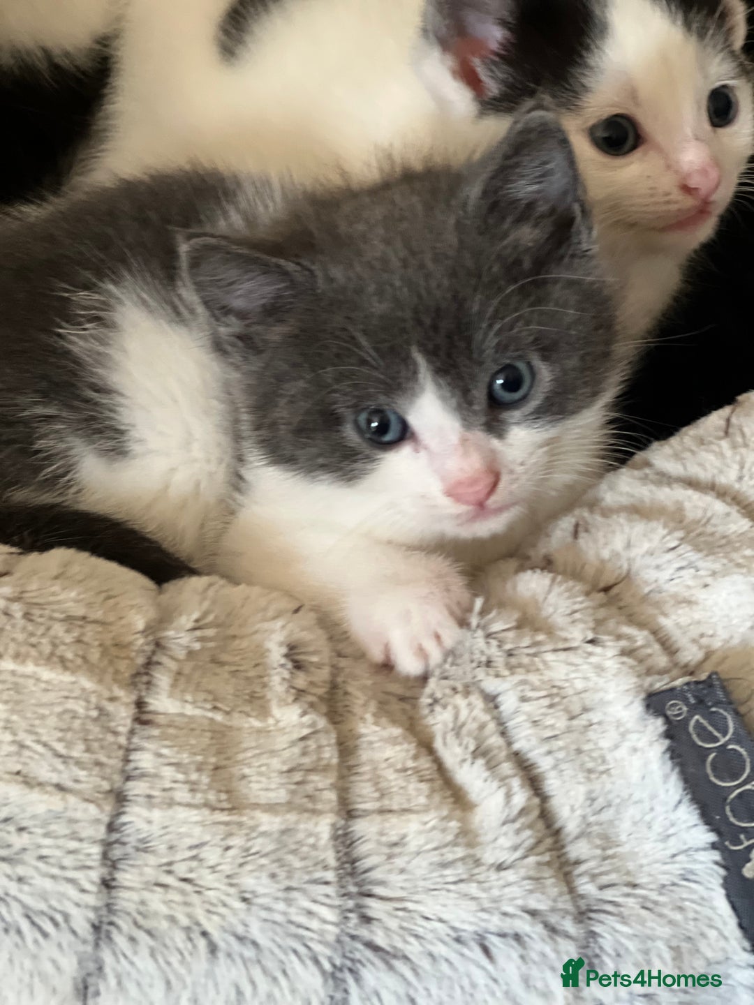 Domestic Shorthair cats for sale: 5 adorable mixed kittens, Russian Blue & Shorthair - Advert 23