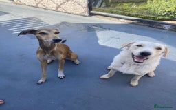 Borador dogs for sale: Bernie - Image 11