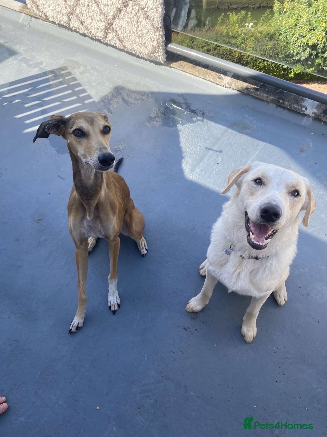 Borador dogs for sale: Bernie - Image 11
