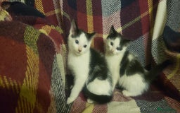 Mixed Breed cats for sale: Beautiful fluffy kittens for sale. - Image 13