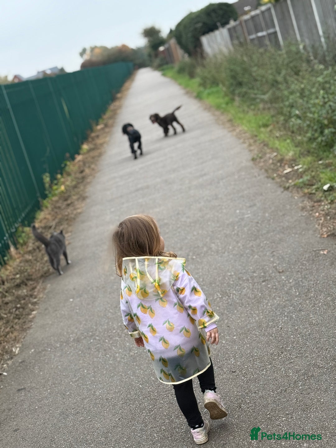 Cocker Spaniel dogs for sale: 6 beautiful Cocker Spaniel puppies.  - Advert 14